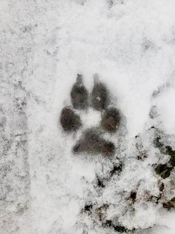 Ein Pfotenabdruck von einem Wolf oder einem Hund im Schnee.