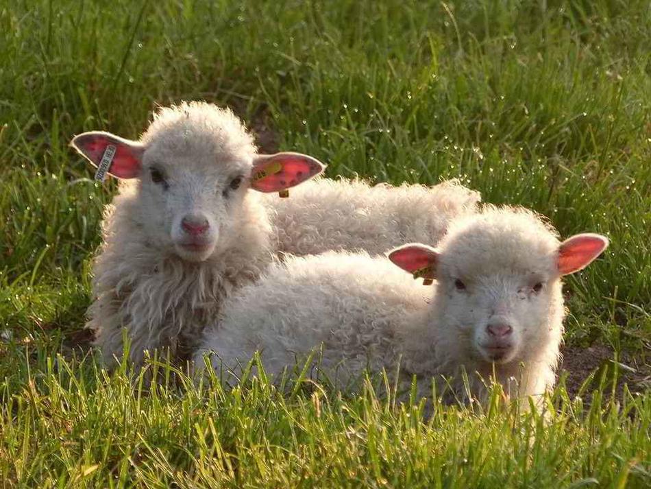 Großaufnahme: Zwei Moorschnucken liegen im Gras.