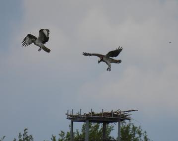 Zwei Fischadler fliegen über einem Horst, der auf einem Strommast gebaut wurde.