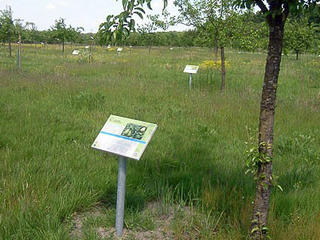 Eine kleine Informationstafel neben einem Baum. Im Hintergrund weitere Bäume mit Tafeln.