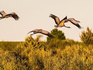 Kraniche im Anflug über gelb blühendem Ginster in der Abendsonne