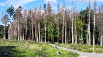 Das Foto zeigt einen Waldrand, in dem viele abgestorbene Fichten stehen. Im Vordergrund verläuft ein Weg.