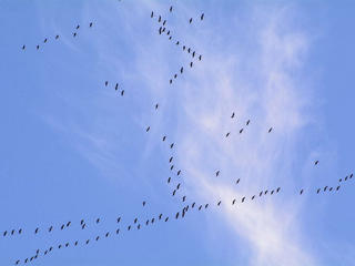 Vogelformation: Kraniche vor blauem Himmel.