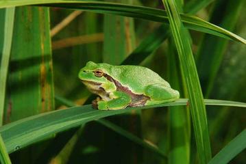 Ein grüner Laubfrosch sitzt auf einem grünem, länglichem Blatt.