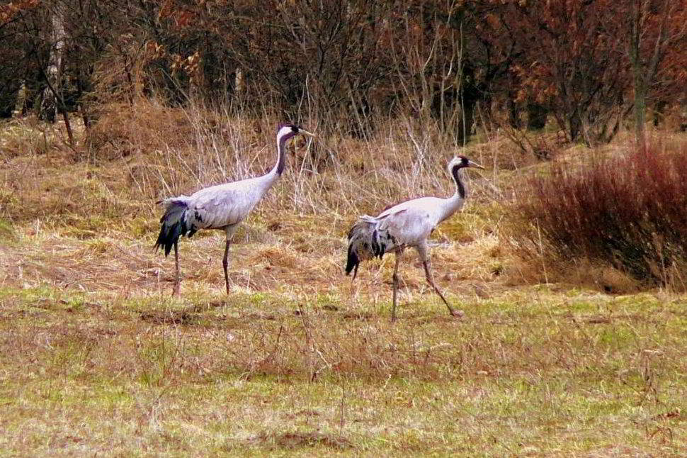 Graukraniche auf Herbstfeld