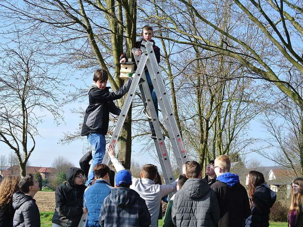 Zwei Jungen auf einer Leiter hängen ein Vogelhäuschen auf. Eine Gruppe von Schülern schaut dabei zu. Einige halten die Leiter fest.