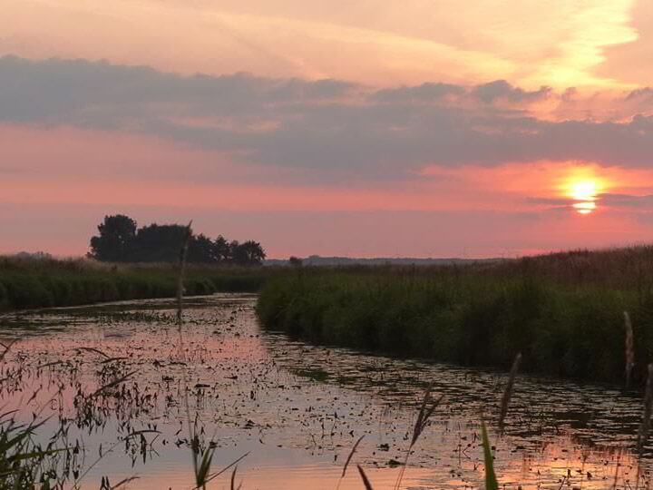 Sonnenaufgang: Ein Gewässer im Naturschutzpark Dümmer.