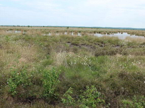 Panoramablick: Grüne Moorlandschaft.