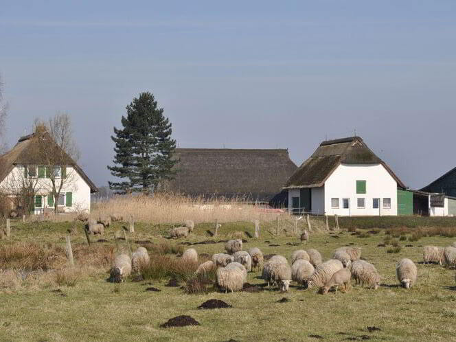 Schafweide vor Gebäude